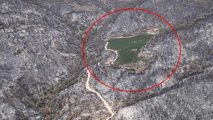 Bursa’daki Orman Yangınında 100 Hektarlık Alan Küle Döndü, Bir Bahçe Mucize Gibi Kaldı