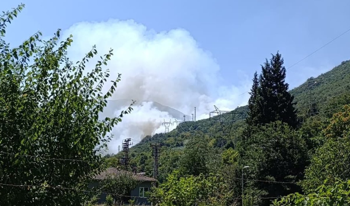 Sakarya'da Yangından Etkilenen Hayvanlar İçin Seferberlik: “Bu Şehir Hepimizin”